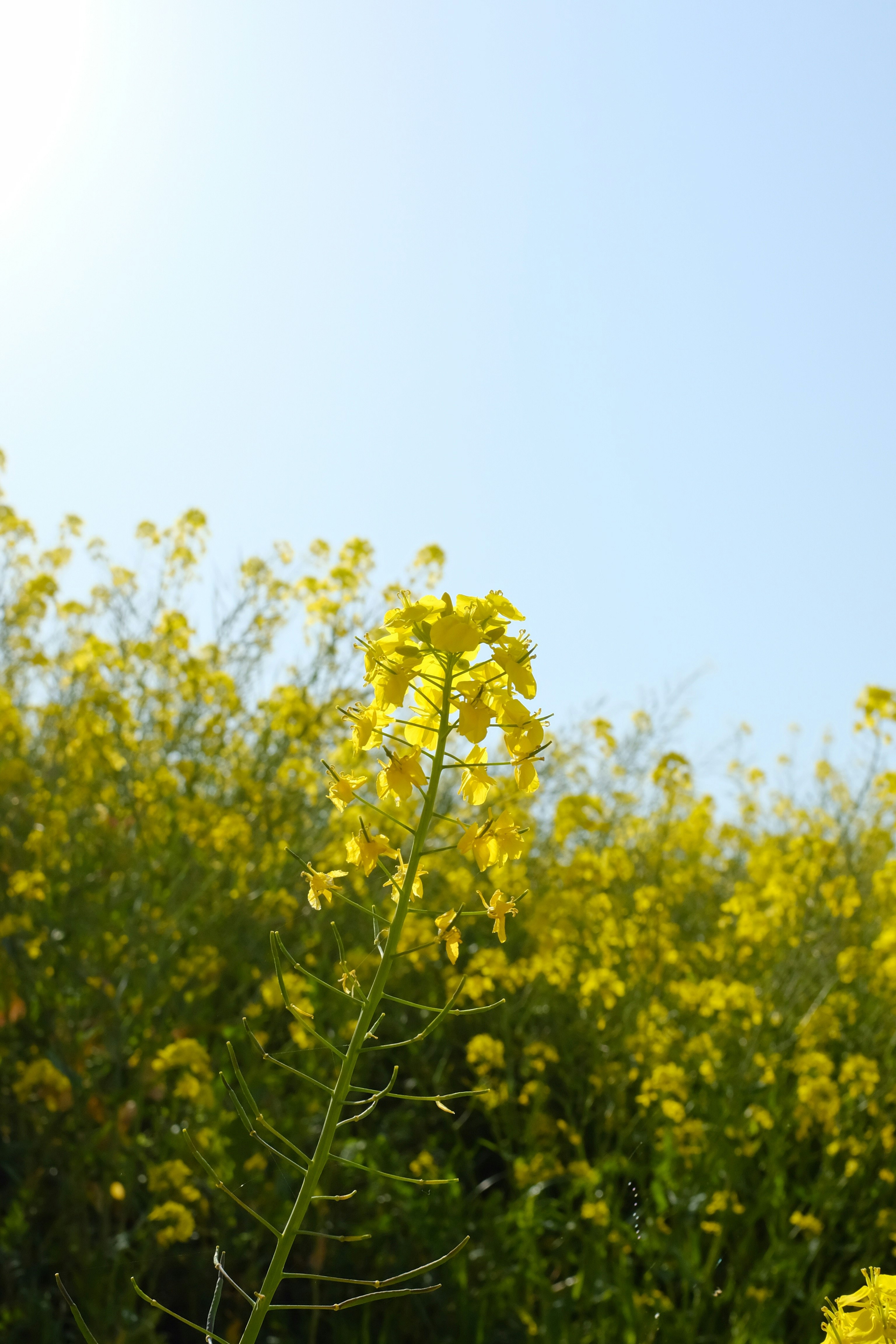 yellow flower with green leaves during daytime